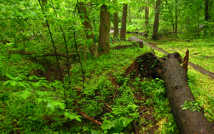 Nature Study Woods County Park