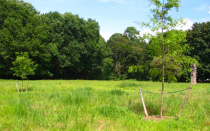 upland Meadow Read Sanctuary